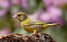 Green-finch Bird