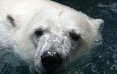 Maryland Zoo Debuts New Polar Bear Anoki