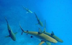 Gray Reef Sharks