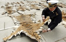 Lhasa Custom Prepares To Hand Over Confiscated Wild Animal Skins