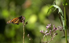 Monarch Butterflies Return to Mexico