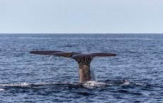 Sperm Whale Caudal Fin 