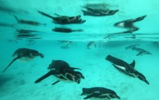 Annual Animal Stocktake At London Zoo