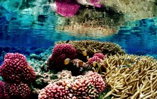 coral reefs