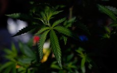 Marijuana, New Treatment For Painkiller and Heroin Addiction