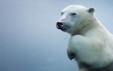 Research have found some bears are swimming more than 400 miles to find ice caps (Reuters)