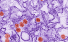 Zika Virus via 