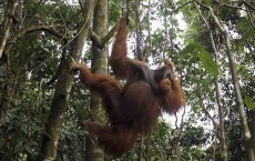 Orangutans