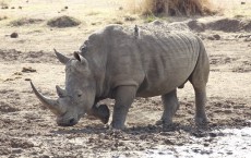 White Rhinoceros