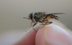 Tsetse Fly Close-up