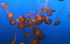 Jellyfish