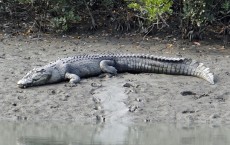 Saltwater Crocodile