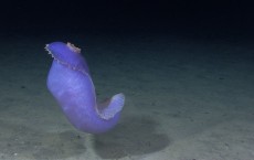 NOAA Ocean Explorer: NOAA Ship Okeanos Explorer: 