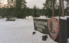 Snowmobiles in Yellowstone 