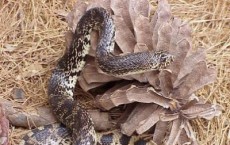 Louisiana Pine Snake