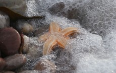 Thousands Of Starfish Wash Up On Devon Beach