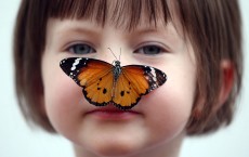 Sensational Butterflies Exhibition Launches With Hundreds Released 