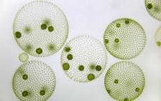 Green algal chloroplasts