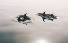 Dolphins