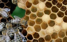 German Bee Deaths Blamed on Pesticide Use By Farmers