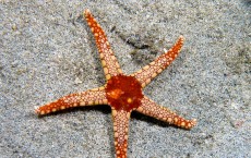 Sea star wasting disease