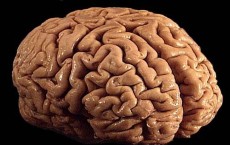 Human Brain