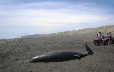 Beached Whale (Mesoplodon Grayi)