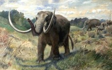 American Mastodon 