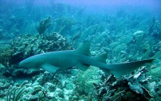 Nurse Shark 