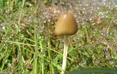 Psilocybin mushroom