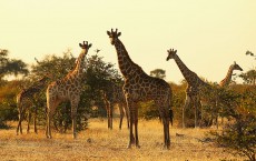 An African Safari