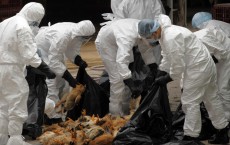 Researchers Discover How Lethal Bird Flu Viruses Evolved And Started Harming Humans