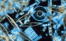 Diatoms