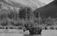 Moose Bathing