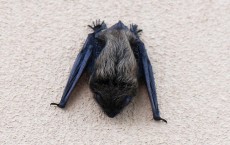 Bat killing