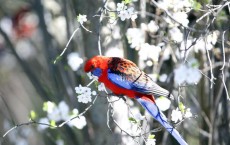 First Day Of Spring Arrives In Australia Credit: Mark Kolbe / Staff