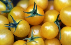 Hybrid Tomato Seed More Expensive Than Gold