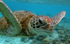 Scenes Of Lady Elliot Barrier Reef Eco Island