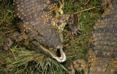 Nile Crocodile