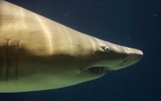 Sharks In New York City Aquarium 