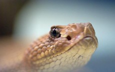 Study of Monkey's Brain Explains Human Fear of Snake