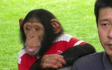 Chimpanzee