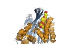 CHI-Fold Proteins