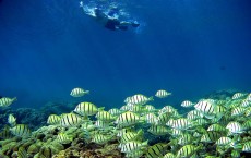 Coral Reefs In Danger 