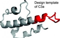 C3a Protein