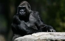 San Francisco Zoo Celebrates Endangered Species Day