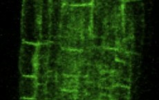 Location of New Phosphate Transporter in Root Cell Membranes