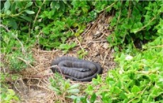 Tiger Snake