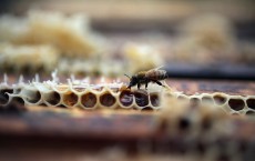 Honeybees Endangered As Colony Collapse Disorders Worsens 