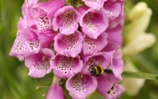 A Bumblebee Collects Pollen From A Foxglove Flower 